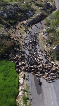 Shepherd woman controlling goats forest road