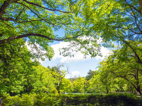 新緑の雲場池と空と美しい初夏の風景