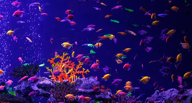 Large school of colorful neon glofish swimming inside fluorescent aquarium