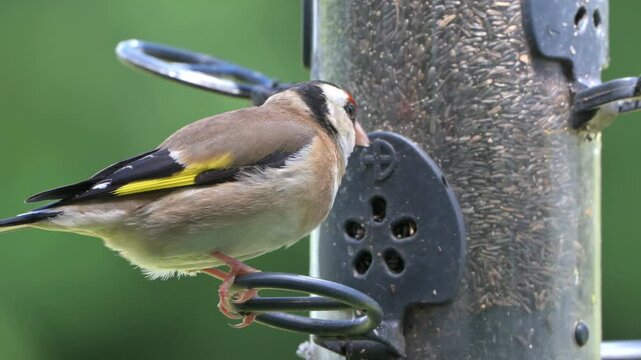 Goldfinch (Carduelis carduelis) eating Niger Seeds from a garden bird feeder. June, Kent, UK [Half speed]