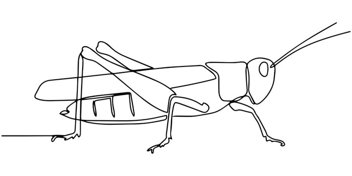 grasshopper  continuous one line drawing, Continuous one line drawing of grasshopper - locust. Grasshopper outline illustration. Editable vector