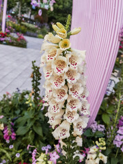 White Foxglove Blooming in a Garden © NguyenNhat