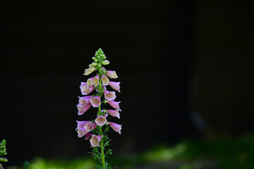 Pink Foxglove Flower Spike on Dark Background © NguyenNhat