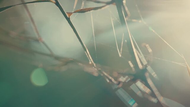 Close-up of dry branches tangled with dewy spiderweb strands. Soft focus background reveals gentle morning light through foliage. Delicate web strands sway softly, capturing natural movement