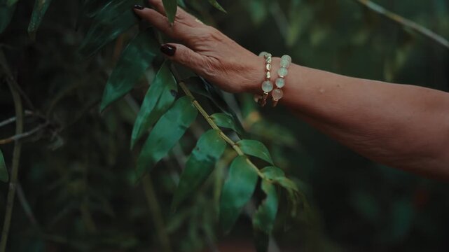 Close-up: Aged hand with dark nails and beaded bracelets touches forest foliage. Weathered skin shows calm curiosity. Dense greenery forms a natural backdrop. Perfect for wellness, sustainability