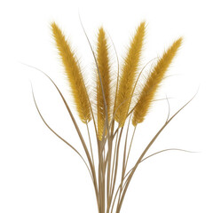 Fototapeta premium Golden wheat spikes isolated on clean background