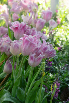 Beautiful tulips with water droplets clinging to the flowers.