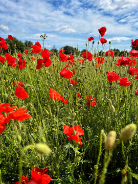 poppies in a summer field