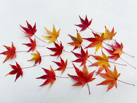 Colorful red and orange autumn Japanese maple leaves scattered on white background