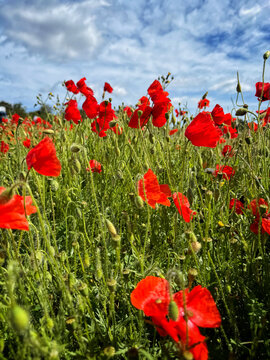 Summer Poppies in South of England