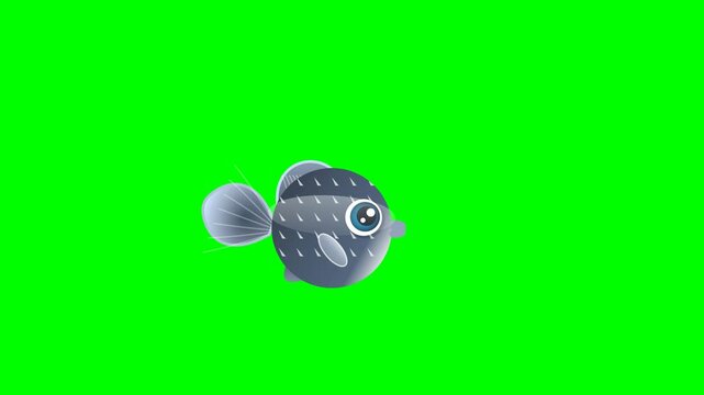 Stunning fish with fluid motion isolated on chroma key green screen background. High quality footage with crisp green details perfect for VFX and motion graphics.