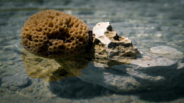 Bobbing brown sponge, light angular rock on tidal pool from mild ripples, dark band between them