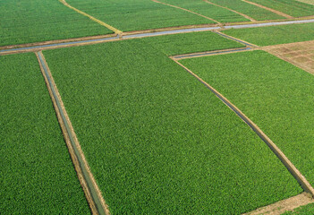Obraz premium An aerial view of lush green agricultural fields divided by narrow dirt paths and irrigation ditches under bright natural daylight