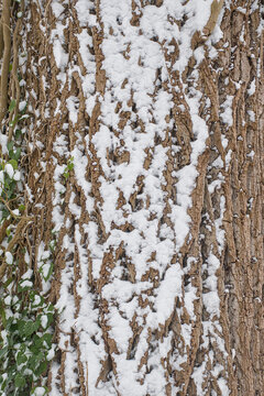 Detail of a willow tree bark covered in snow 
