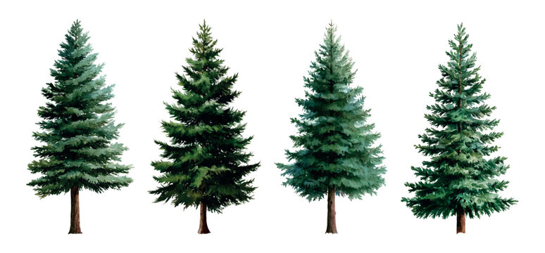 Four distinct evergreen trees, featuring a range of green hues and characteristic coniferous shapes, stand individually as hand painted watercolor illustrations, isolated on a white background