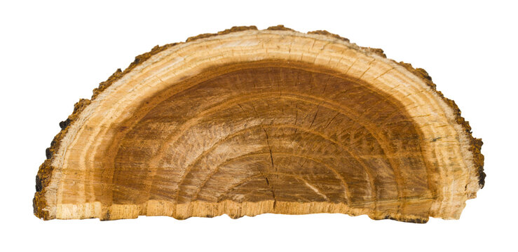 Tree cut isolated on white background.
