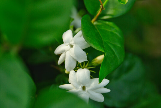 Beautiful blooming white jasmine flowers surrounded by lush green foliage. Natural botanical background for wellness, spa, and cosmetics concepts.