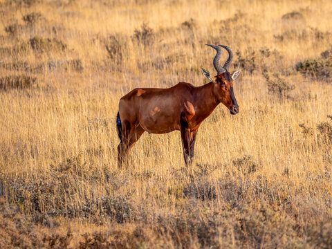 A bushbuck (Alcelaphus buselaphus) in the warm evening light of the Etosha savanna.