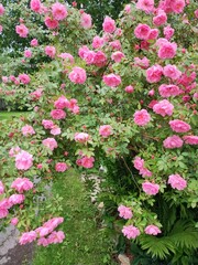 Fototapeta premium pink flowers in a garden