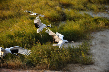 Obraz premium Red-crowned cranes flying over marshland wetland at golden hour