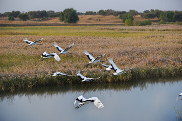 Obraz premium Red-Crowned Cranes Flying Over Reed Wetland