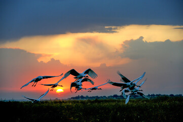 Obraz premium Cranes in Flight Over Wetland at Sunset