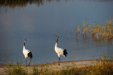 Obraz premium Pair of red crowned cranes calling by wetland shore