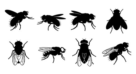 Fototapeta premium Black silhouettes of various flies in different poses on white