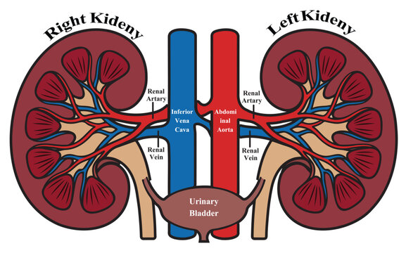 Labeled human urinary system vector diagram showing kidneys and bladder anatomy.   Detailed medical illustration of human kidney anatomy with excretory system labels.