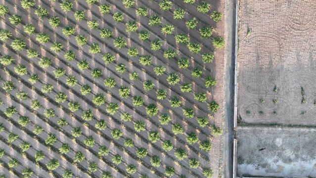 Almendros y caballo suelto