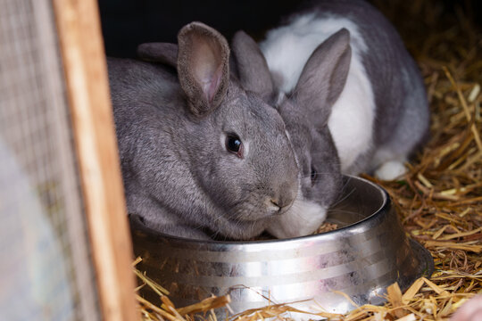 Two rabbits in a cage eat from the same bowl. One pet is grey, and the other is spotted. The domestic rabbit cages are located outdoors.
