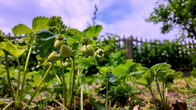Unripe green strawberries growing on strawberry bushes in a sunny garden bed, with a blurred wooden fence and green trees under a cloudy blue sky in the background.