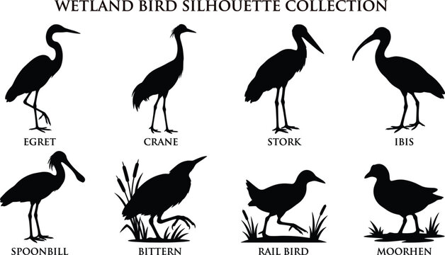 Black Silhouettes of Egret, Crane, Stork, Ibis, Spoonbill, Bittern, Rail Bird, and MoorhenBlack Silhouettes of Egret, Crane, Stork, Ibis, Spoonbill, Bittern, Rail Bird, and Moorhen