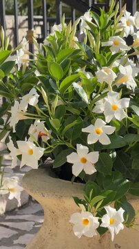 White flowers Mandevilla boliviensis dipladenia vine vertical video.