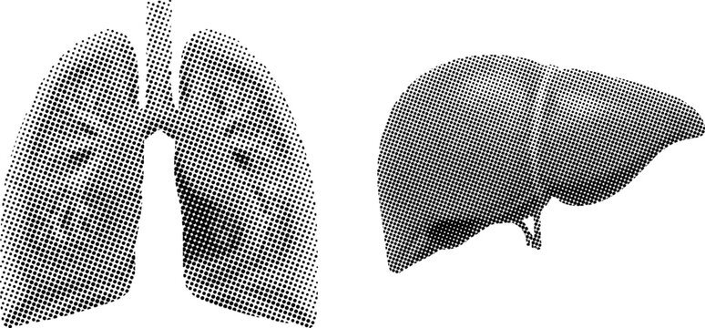 Halftone illustration of human lungs and liver organs in black and white