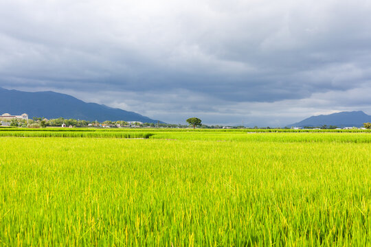 Rice paddy fields in Chishang, Taiwan. Lush green crops stretch under cloudy skies. Distant mountains frame the rural landscape.