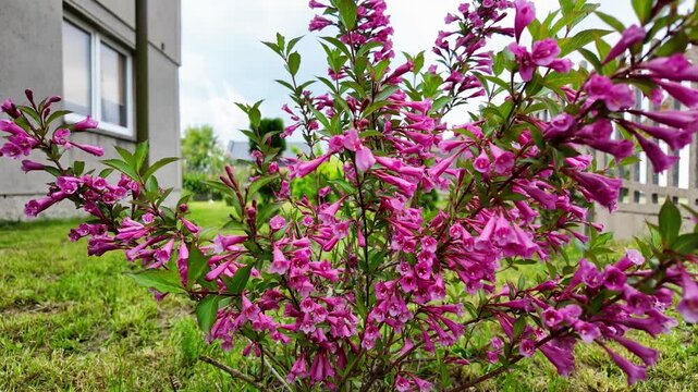 A profusely blooming weigela bush with pink and purple bell-shaped flowers, growing on a green lawn in a backyard garden next to a residential house.