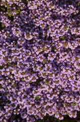 Fototapeta premium Blooming wildflowers create a vibrant purple carpet in a serene natural setting during a sunny midday in spring