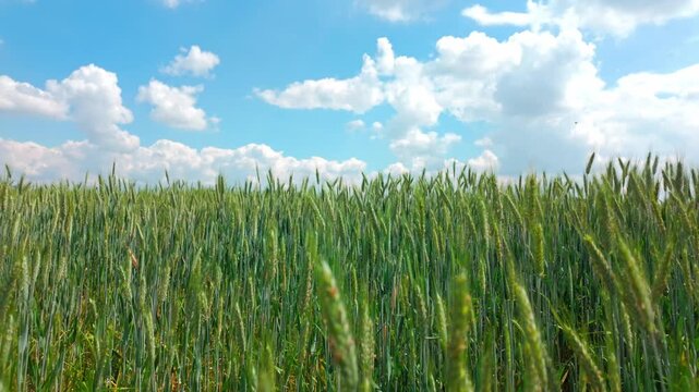 Rye stalks swaying in breeze across rural field under sky