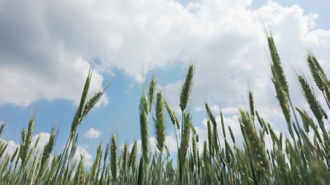 Rye stalks swaying in wind in rural field under cloudy sky
