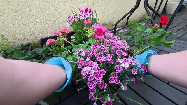 Hands caring for flowering plants on a terrace or balcony, planting new flowers, pruning blooms, and tending lush containers filled with colorful blossoms