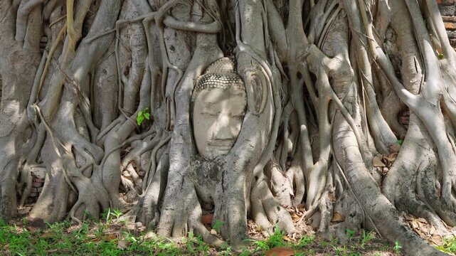 Famous ancient stone Buddha head enveloped by the roots of a banyan tree at Wat Mahathat, Ayutthaya Historical Park, Thailand