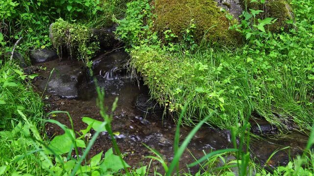 原生林のみずみずしい緑の草地を流れる美しい小川