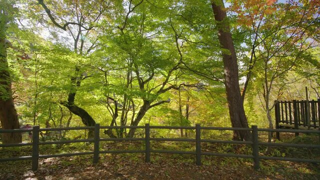 紅葉の名所 秋の鳴子峡の風景　Autumn scenery of Naruko Gorge, a famous spot for autumn foliage.