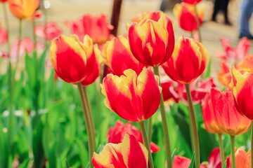 Fototapeta premium Red and Yellow Tulips Blooming in Spring Garden