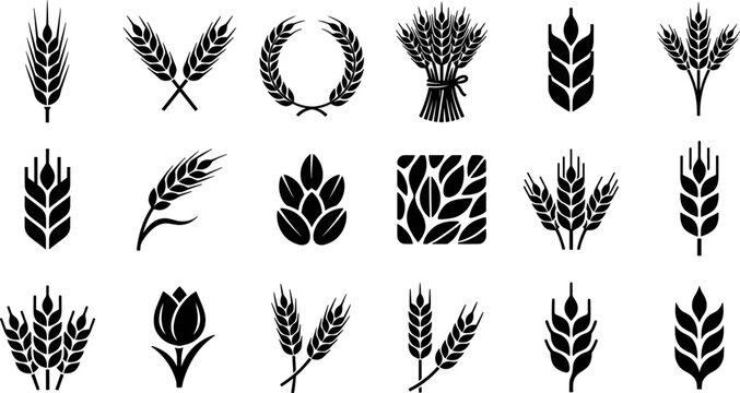 Wheat Ear and Agriculture Silhouette Vector Icon Set Featuring Barley Stalks, Rye Wreaths, Grain Sheaves, Oat Spikes, and Organic Farming Logo Design Elements