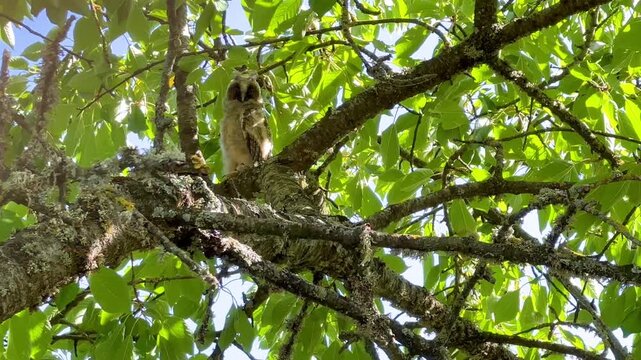 Young Long-eared owl that left the nest, watching, staring and blinking, perched in a cherry blossom tree in an orchard. Asio otus, Prunus avium, Indre-et-Loire 37, r&eacute;gion Centre, France, Europe