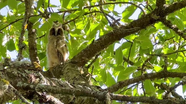 Young Long-eared owl that left the nest, watching, staring and blinking, perched in a cherry blossom tree in an orchard. Asio otus, Prunus avium, Indre-et-Loire 37, r&eacute;gion Centre, France, Europe