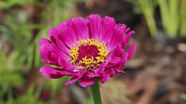 Zinnia elegans 'Giant Purple Prince' a summer flowering plant with a purple summertime flower, gardening stock video footage clip
