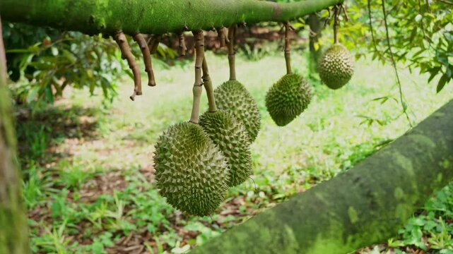 Fresh durian fruits hanging on a tree branch in a tropical orchard.